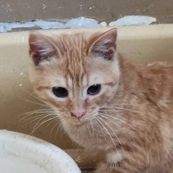 Rescue Domestic Short Hair Cats for Adoption in Kirklin, Indiana - Prince | PetCurious