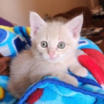 Domestic Short Hair and Domestic Medium Hair Cats Available for Adoption in Springfield, Missouri - Vanilla Pudding | PetCurious