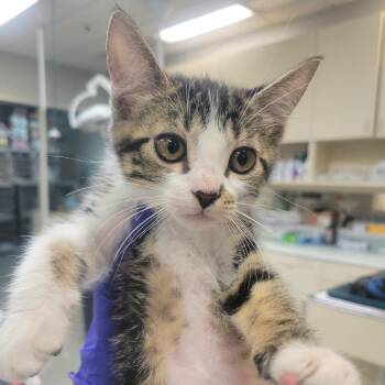 Domestic Short Hair Cats Available for Adoption in Westminster, California - Basilisk | PetCurious