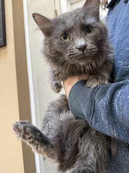 Domestic Short Hair Cats Available for Adoption in Rockaway, New Jersey - Hyacinth KITTEN | PetCurious