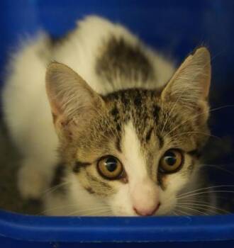 Popcorn -  Domestic Short Hair Cat for Adoption in Bowling Green, Kentucky - Popcorn | PetCurious