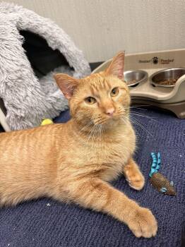 Domestic Short Hair Cats Available for Adoption - Curry | PetCurious