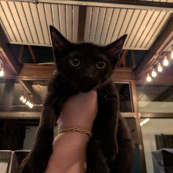 Belle -  Domestic Short Hair Cat for Adoption in New York, New York - Belle | PetCurious