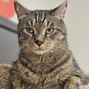 Darwin -  Domestic Short Hair Cat for Adoption in Atlanta, Georgia - Darwin | PetCurious