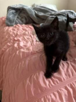 Domestic Short Hair Cats Available for Adoption - Yang | PetCurious