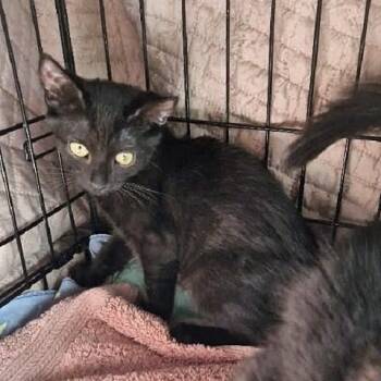 Mattie -  Domestic Short Hair Cat for Adoption in Millcreek, Utah - Mattie | PetCurious