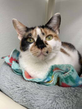 Rescue Domestic Short Hair Cats for Adoption in Rochester, New Hampshire - Quinn | PetCurious