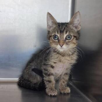 Kawasaki -  Domestic Short Hair Cat for Adoption in Bullhead City, Arizona - Kawasaki | PetCurious