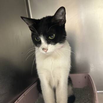 Rescue Domestic Short Hair Cats for Adoption in Auburn, Alabama - Kinley | PetCurious