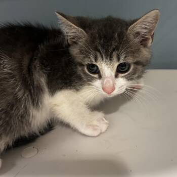 Doc Durant -  Domestic Short Hair Cat for Adoption in Chattanooga, Tennessee - Doc Durant | PetCurious