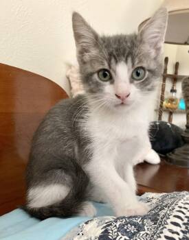 Scrunch -  Domestic Short Hair Cat for Adoption in Livingston, Texas - Scrunch | PetCurious