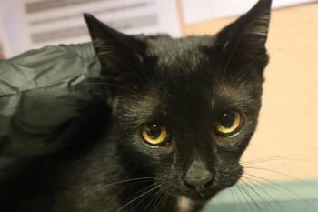 HEDGEHOG -  Domestic Short Hair Cat for Adoption in Columbia, South Carolina - HEDGEHOG | PetCurious