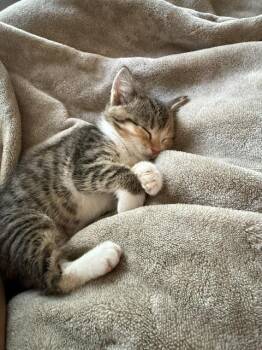 Cutie Pie B -  Domestic Short Hair Cat Available for Adoption in Cary, North Carolina - Cutie Pie B | PetCurious