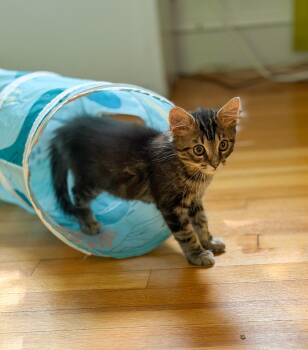 Oz -  Tabby and Domestic Short Hair Cat for Adoption in Columbia, South Carolina - Oz | PetCurious