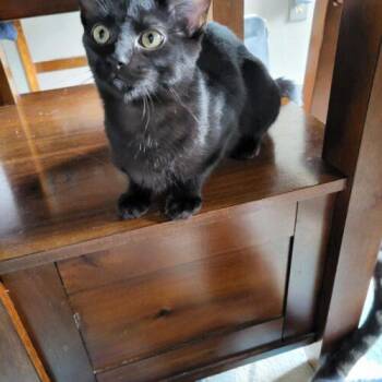 Green Bean Linnear -  Domestic Short Hair Cat for Adoption in Tipp City, Ohio - Green Bean Linnear | PetCurious
