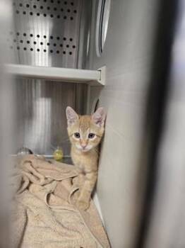 Brad -  Domestic Short Hair Cat for Adoption in Roseville, California - Brad | PetCurious
