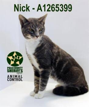 Domestic Short Hair Cats Available for Adoption in Winter Haven, Florida - NICK | PetCurious