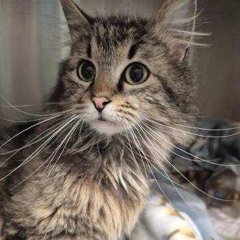 Korra -  Domestic Long Hair Cat for Adoption in Kingman, Kansas - Korra | PetCurious