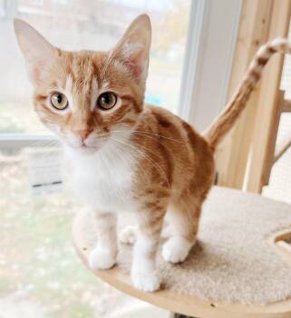 Rescue Tabby Cats for Adoption in Philadelphia, Pennsylvania - Dennis The Menace *bonded With Captain Chais* | PetCurious