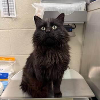 Domestic Long Hair Cats Available for Adoption in Council Bluffs, Iowa - Midnight | PetCurious