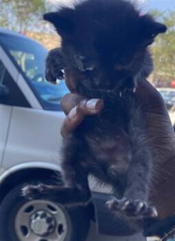 Rescue Domestic Short Hair Cats for Adoption in Dallas, Texas - SCRUB | PetCurious