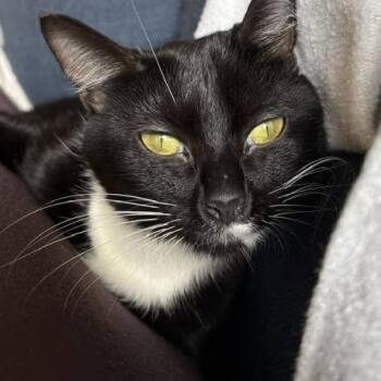 Domestic Short Hair Cats Available for Adoption in Madison, Wisconsin - Claribelle | PetCurious