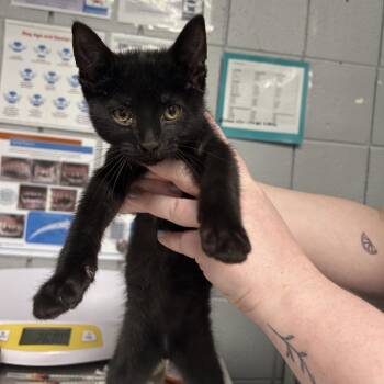 Max -  Domestic Short Hair Cat for Adoption in West Olive, Michigan - Max | PetCurious