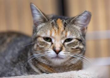 Rescue Torbie Cats for Adoption in Georgina, Ontario - Missy | PetCurious