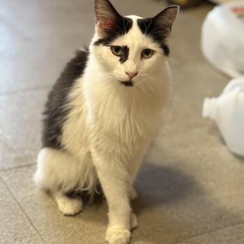 Rescue Domestic Long Hair Cats for Adoption in Ridgefield, Washington - Ms. Sweetie Venus | PetCurious