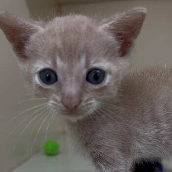 Hypnotic -  Domestic Short Hair Cat for Adoption in Hinesville, Georgia - Hypnotic | PetCurious