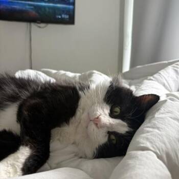 Marcus -  Tuxedo Cat for Adoption in Toronto, Ontario - Marcus | PetCurious