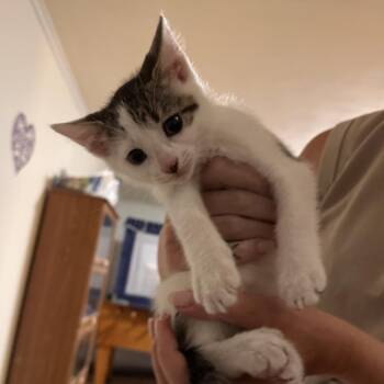 Aqua Girl -  Domestic Short Hair Cat for Adoption in Columbia, Missouri - Aqua Girl | PetCurious