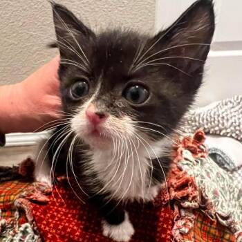 Peter Cratchit -  Domestic Short Hair Cat for Adoption in Nampa, Idaho - Peter Cratchit | PetCurious