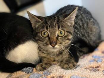 Nibbles -  Tabby Cat for Adoption in Newberg, Oregon - Nibbles | PetCurious