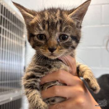Domestic Short Hair Cats Available for Adoption in Washington, District Of Columbia - Pepper | PetCurious