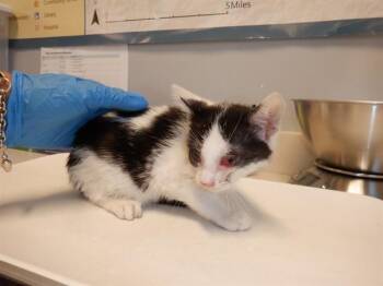 JOEY -  Domestic Short Hair Cat for Adoption in San Jose, California - JOEY | PetCurious