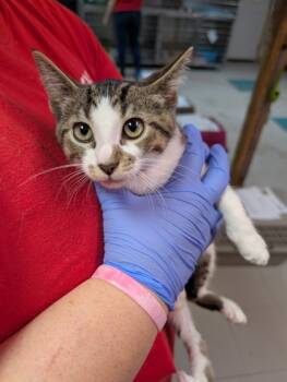 Rescue Domestic Short Hair Cats for Adoption in Leander, Texas - Petri | PetCurious