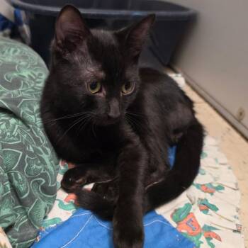 Stewart -  American Shorthair Cat for Adoption in Melrose, Florida - Stewart | PetCurious