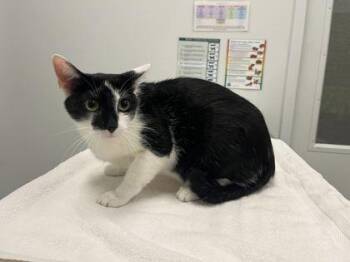 Oreo -  Domestic Short Hair Cat for Adoption in Kansas City, Missouri - Oreo | PetCurious