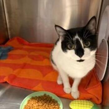 Clara -  Domestic Short Hair Cat for Adoption in Cumming, Georgia - Clara | PetCurious