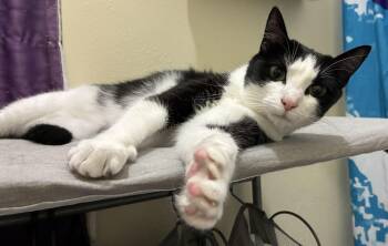 Domestic Short Hair Cats Available for Adoption - Freya | PetCurious