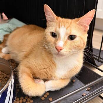 Caravan Jessup -  Domestic Short Hair Cat for Adoption in Eagle Mountain, Utah - Caravan Jessup | PetCurious