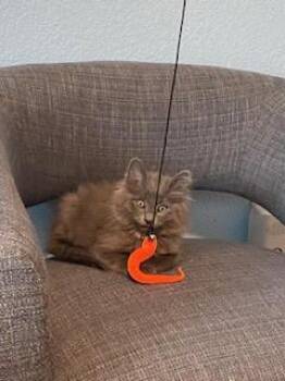 Gerry Mander -  Domestic Medium Hair Cat for Adoption in Fort Collins, Colorado - Gerry Mander | PetCurious