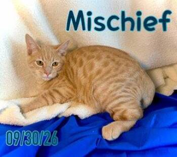 Mischief (Chief) -  Domestic Short Hair Cat for Adoption in Pleasanton, Texas - Mischief (Chief) | PetCurious
