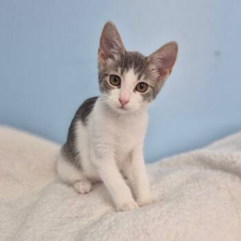 Biscuit -  Domestic Short Hair Cat for Adoption in Wahiawa, Hawaii - Biscuit | PetCurious