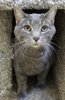 Rescue Domestic Short Hair Cats for Adoption in Fremont, Ohio - Lucy | PetCurious