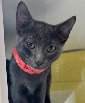 Jasper -  Domestic Short Hair Cat for Adoption in Golden, Colorado - Jasper | PetCurious