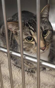 Pen 28c Paris -  Domestic Short Hair Cat for Adoption in Lawrenceville, Georgia - Pen 28c Paris | PetCurious
