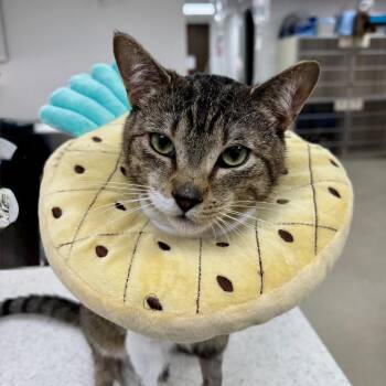 Captain Clutch -  Domestic Short Hair Cat for Adoption in Westhampton, New York - Captain Clutch | PetCurious