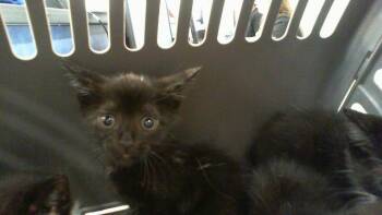 A1267686 -  Domestic Short Hair Cat for Adoption in Charlotte, North Carolina - A1267686 | PetCurious